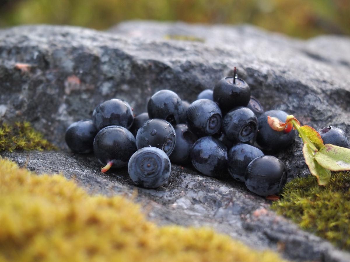 Koskenselaen Lomakylae Villa Puumala Eksteriør bilde