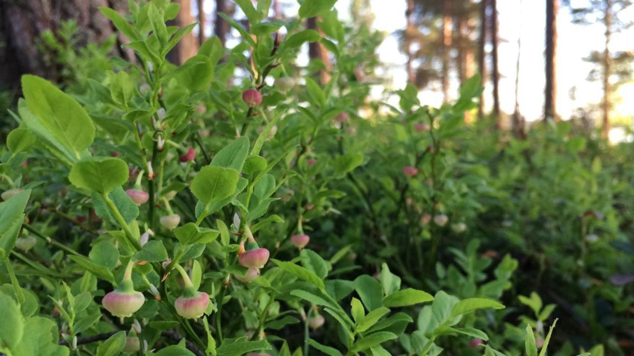 Koskenselaen Lomakylae Villa Puumala Eksteriør bilde